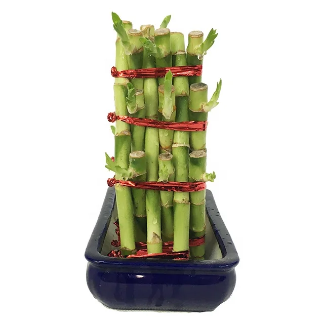 
2 Layer 3 Layer 4 Layer China Triangle Dracaena Sanderiana Bamboo Lucky 