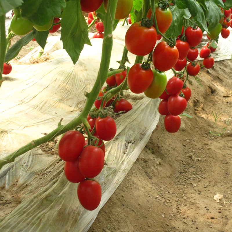 Хорошая твердость и яркий цвет hybrid семена томатов Семена китайского овоща