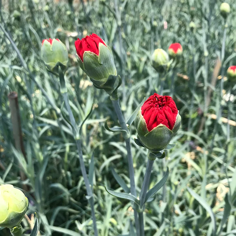 
Floral shop fresh flowers flower bouquet carnation wedding 