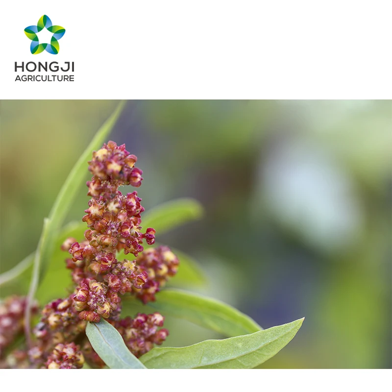 Factory industrial white quinoa grain seeds for sale