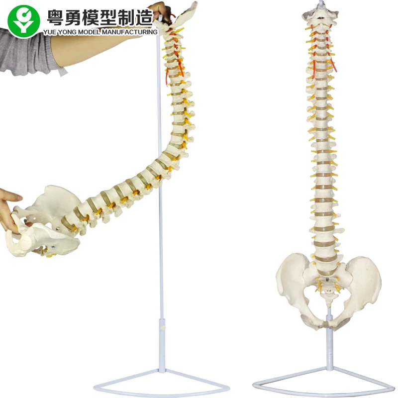 
YUEYONG Spine, pelvis, european shape, Medical Spinnal Column Anatomical Human Model, 