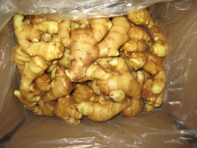High quality 2021 dried fresh ginger root market price per ton wholesale Ginger fresh price for ginger import