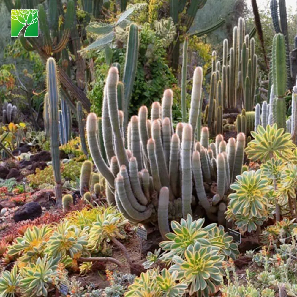 Hot sale full sun live succulent plant Copper Pinwheel Aeonium Sunburst