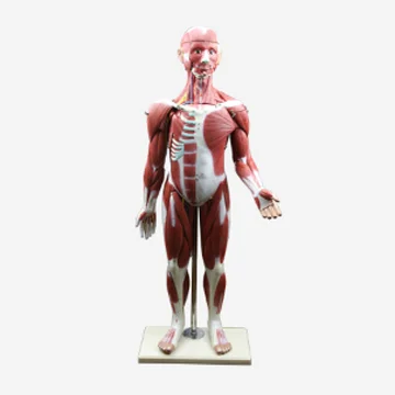 GelsonLab HSBM-150 Human Muscle Anatomy Model Human male muscular model