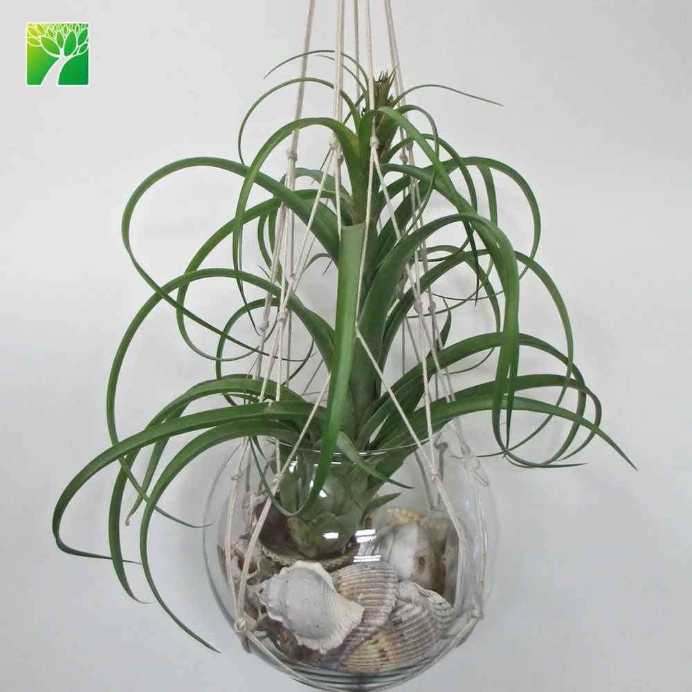 
Hot sale 2-3 inch height green live air plant T.Bergeri hybrid 