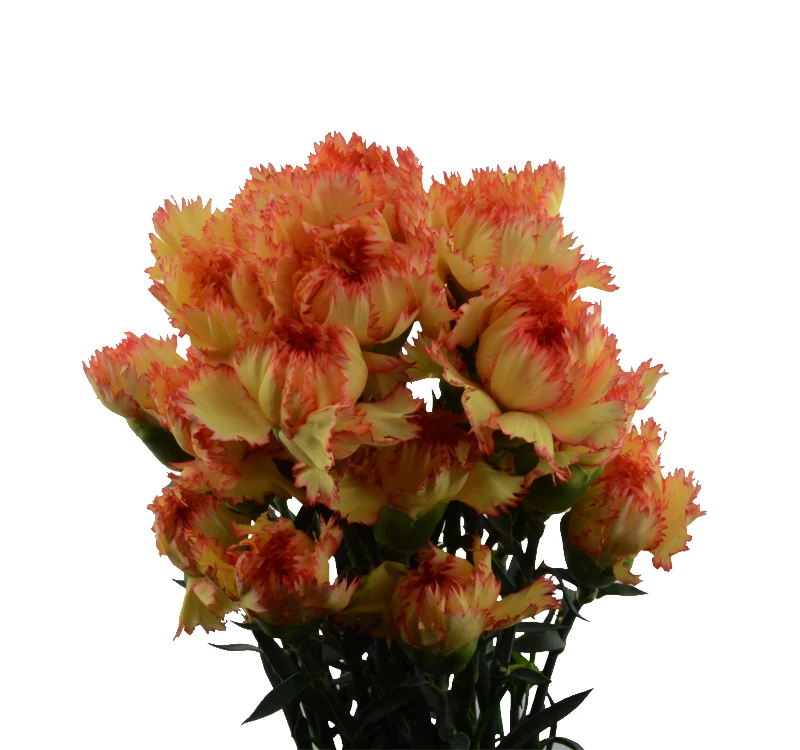 
Floral shop fresh flowers flower bouquet nature yellow carnation 