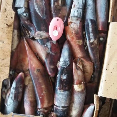 Экваториальный кальмар, полностью круглый морской замороженный BQF, заводской поставщик, экваториальный кальмар