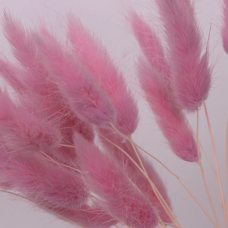 
dried flowers workshop flower Lagurus ovatus dried floral tail grass 