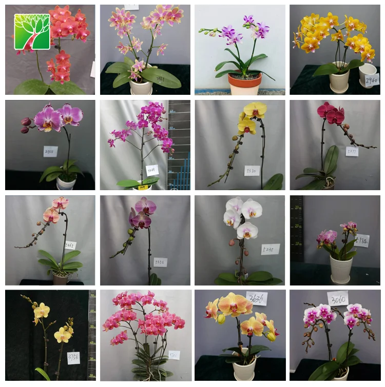 Горячая Распродажа, красивые розовые цветочные рассады, орхидеи фаленопсис