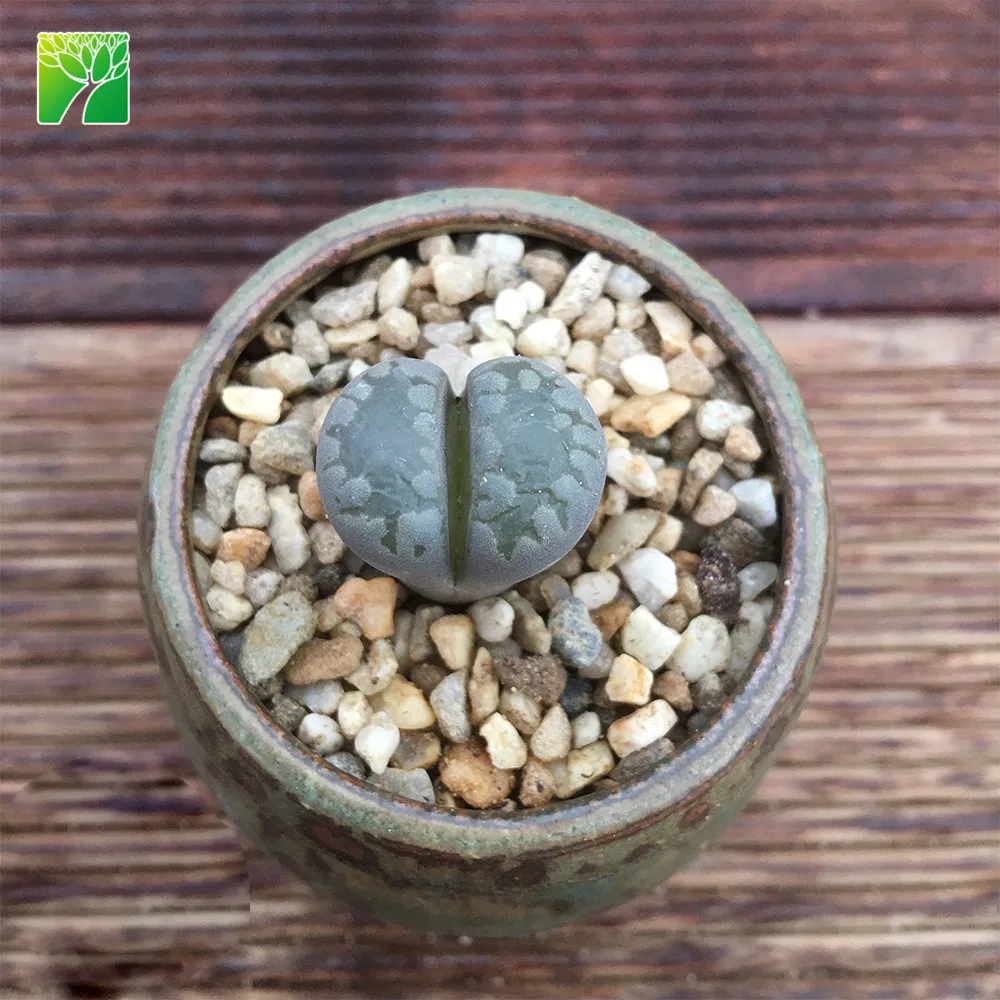 Горячая Распродажа, зеленое растение-суккулент, живой камень Lithops otzeniana