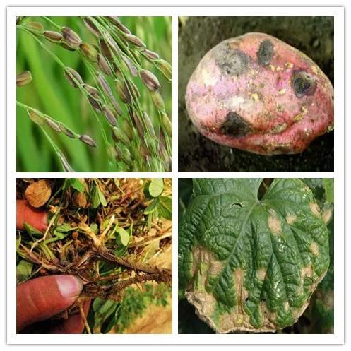 
Top Agrochemicals Pesticide Chemicals Technical Organic Natural Pest Control Chlorfenapyr 8%+Indoxacarb 16% SC 