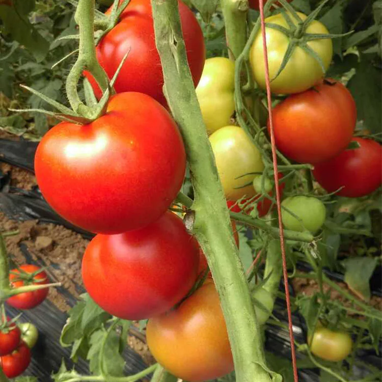 Одиночный вес плода около 280гр неопределенный красный семена томата