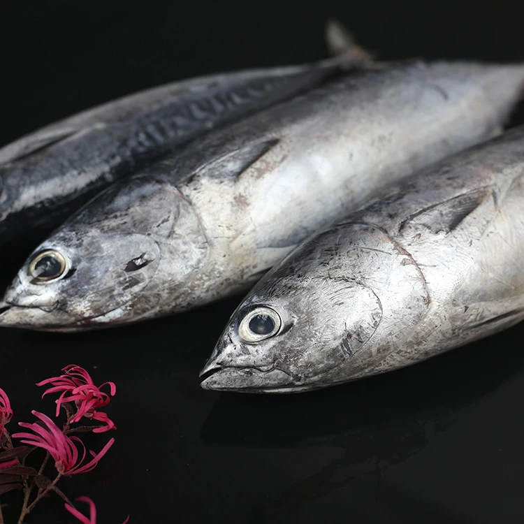 fresh seafood hot sale frozen bonito fish for sale Bomb fish
