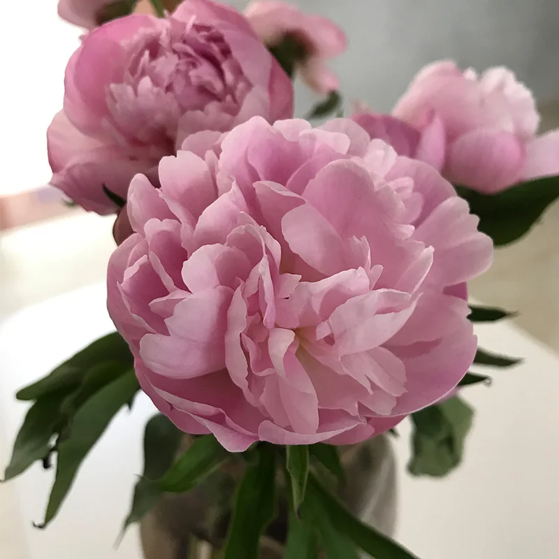 
Birthday funeral flowers wedding party club fresh flower delivery 2019 flower peony 