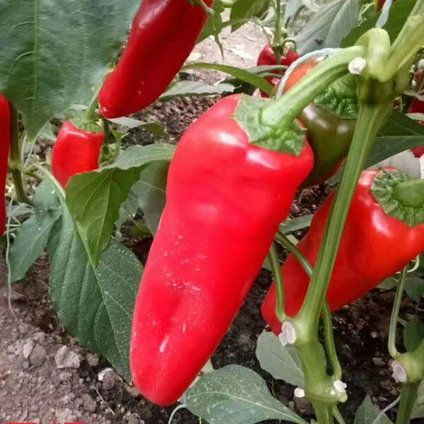 BARTON F1 good fruit setting hot hybrid chilli seeds f1