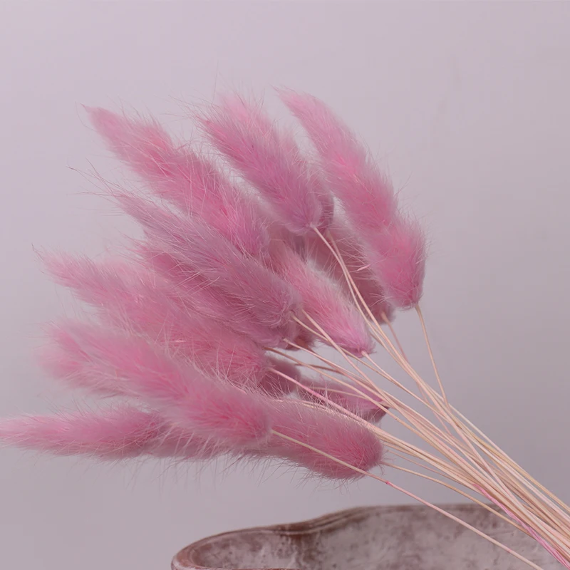 
dried flowers workshop flower Lagurus ovatus dried floral tail grass 