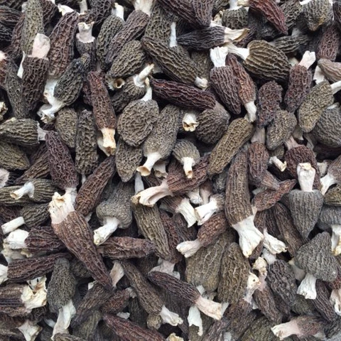 Морчелла экстра класса 2-6 см