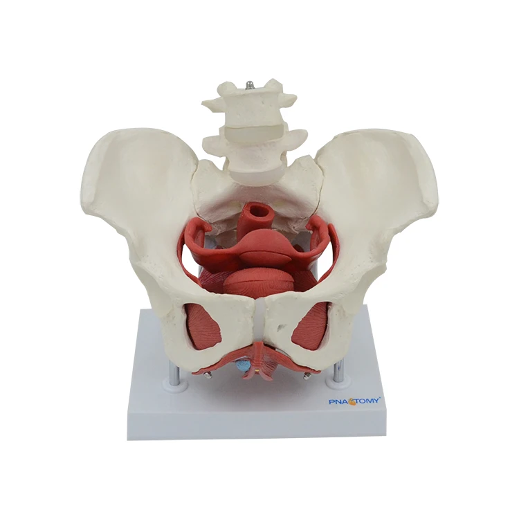 Adult Female Pelvis with Muscle Organs Pelvic Floor Muscle Model PNT-0589-3B Life Size PVC Medical Science Anatomical Model