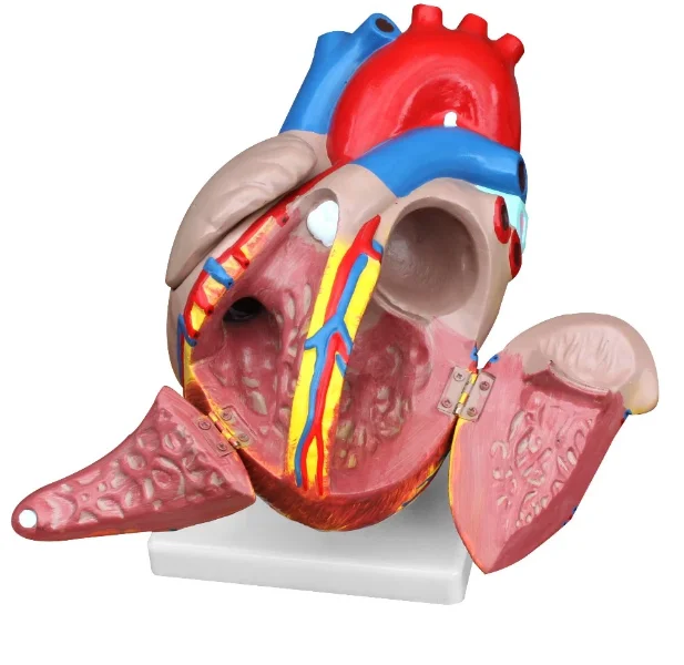 GelsonLab HSBM-220 3times 4parts  Plastic Human Heart Model  Heart anatomy model