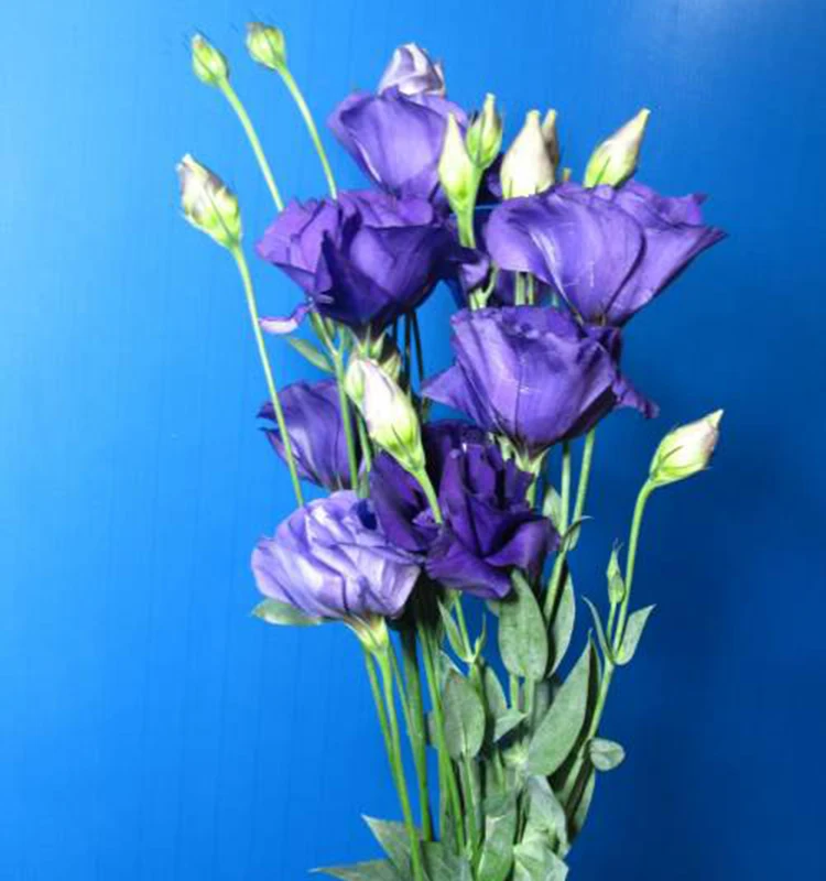 wholesale fresh flowers flower delivery freshness guarantee eustoma bouquets