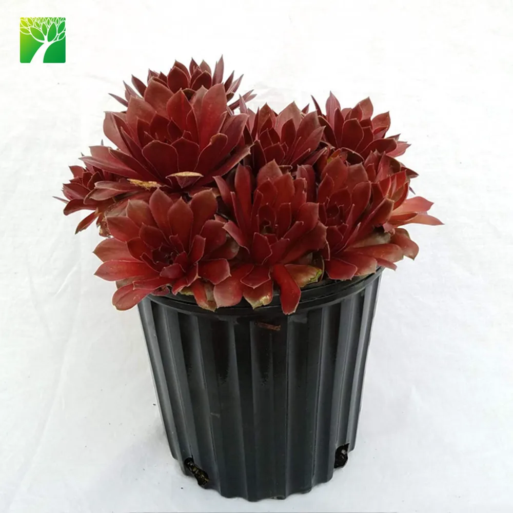 
 Растения с низким потреблением воды, натуральные суккуленты Sempervivum Rocknoll Rosette  