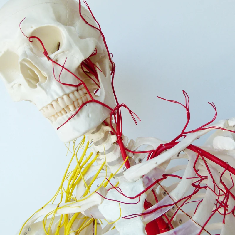 170 skeleton, nerve, Medical Full Skeleton Anatomical Human Model