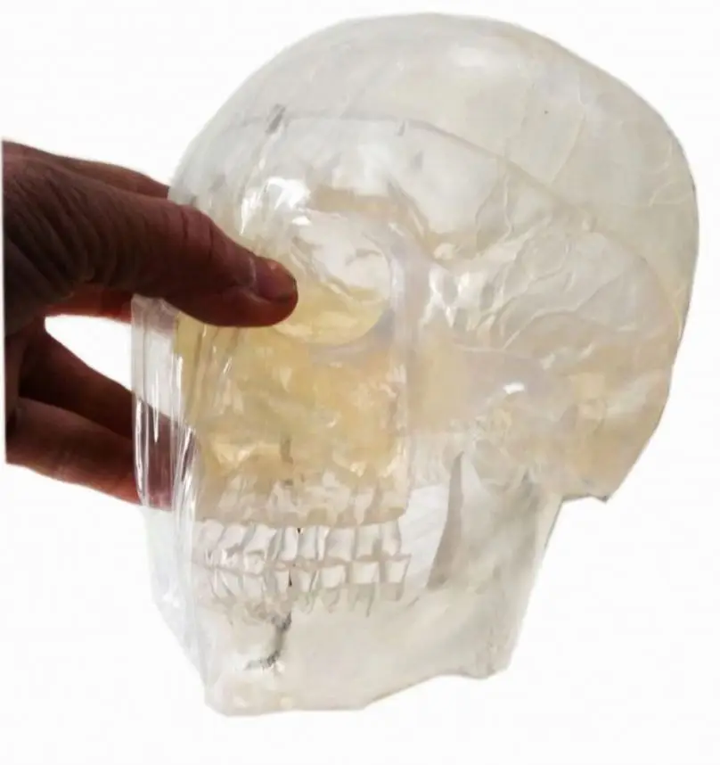 GelsonLab HSBM-071 высококачественная прозрачная модель черепа из смолы