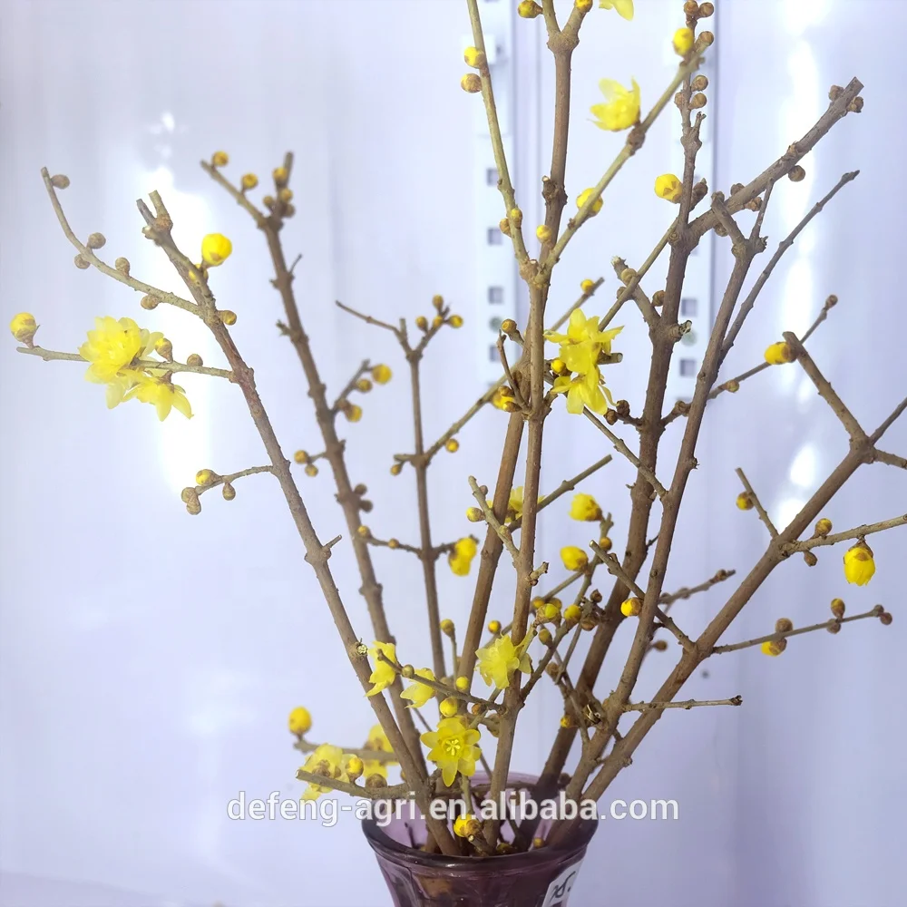New year fresh cut branches plume blossom for home decoration