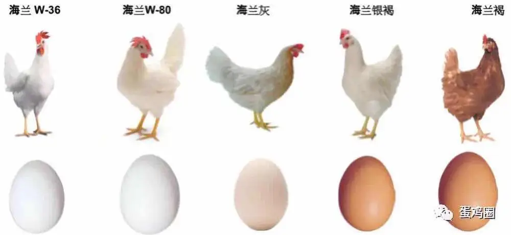 Жёлчная кислота увеличивает яйценоскости