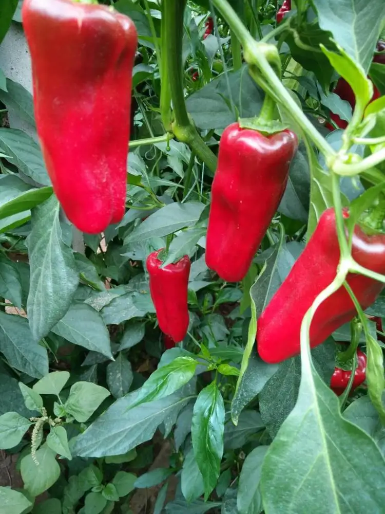 Chinese vegetable seeds BARTON F1 f1 hybrid red chilli seeds, hybrid vegetable seeds