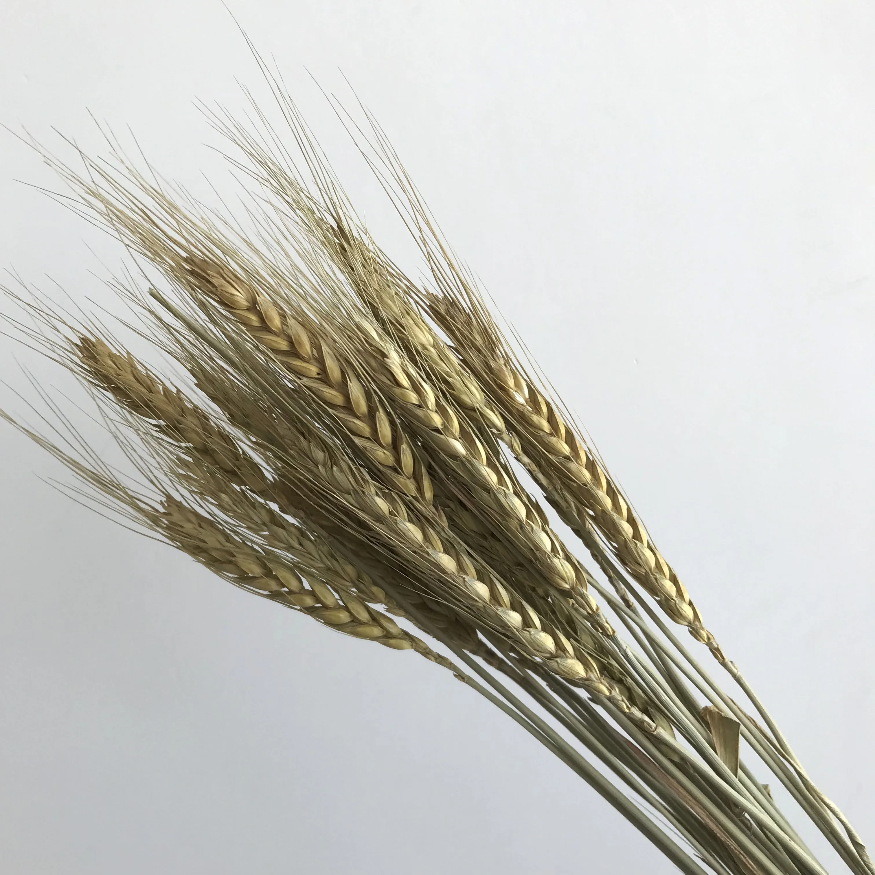 
Dried grass Preserved Eternal Forever Flowers for ornament Dried wheat 