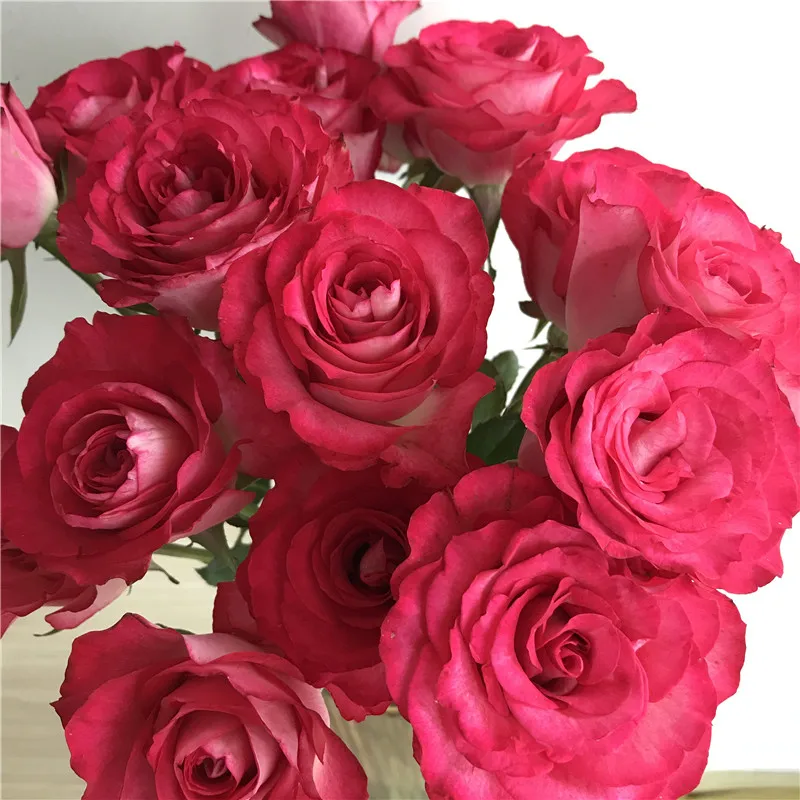
2019 mail order flowers wholesale fresh flowers wedding red rose cut flowers 