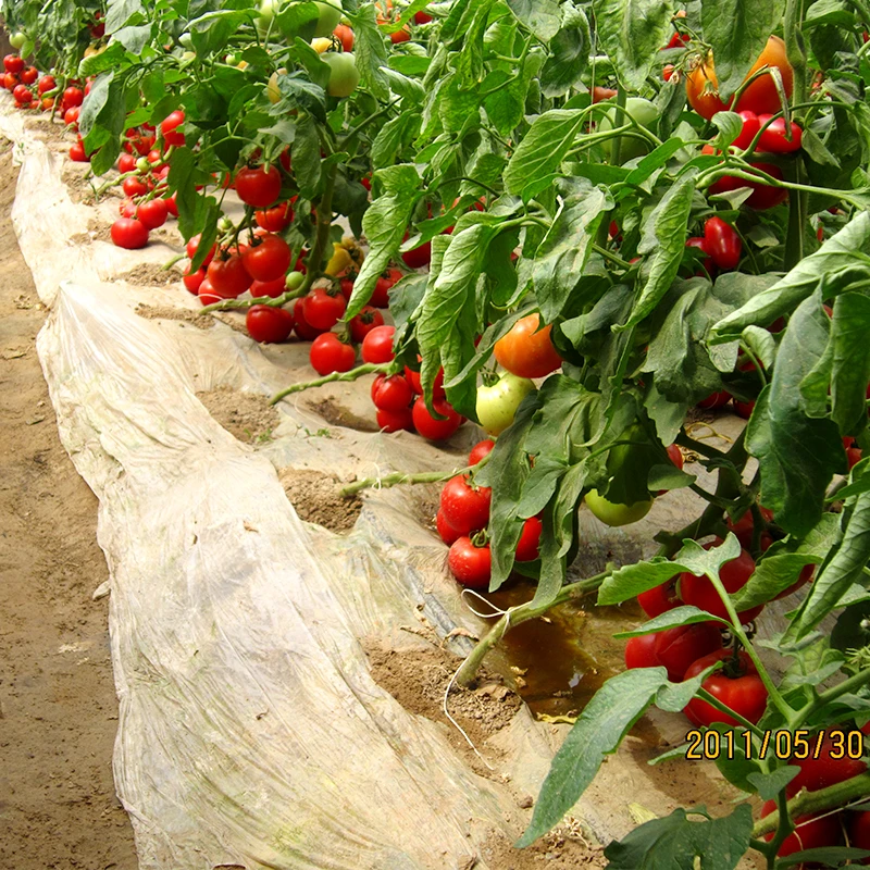 Детермированный самовосстановление после 4 кластеров DF4 семена томатов гибрид