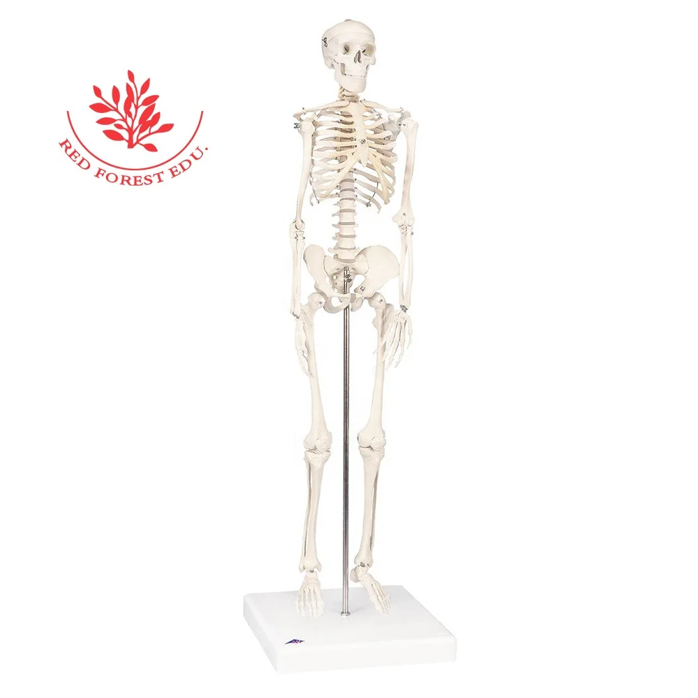 Пластиковые мини скелет человека, установленный на основание (60744725831)