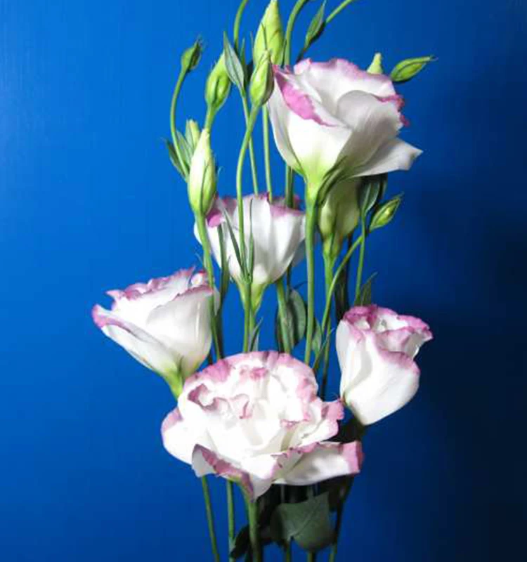 
wholesale fresh flowers flower delivery florist designed arrangements 