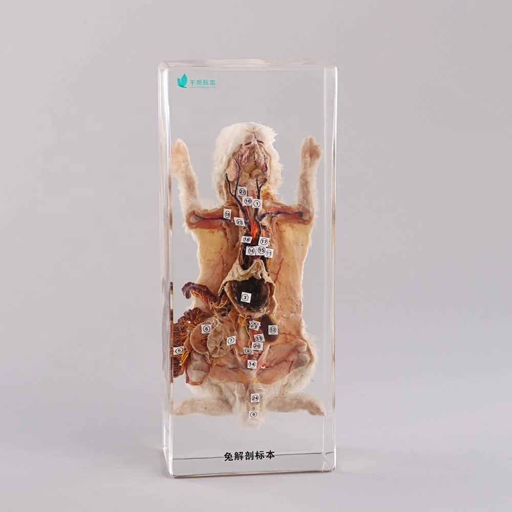 
Rabbit anatomy clear resin specimen biology teaching animal embedded specimen  (62114582415)