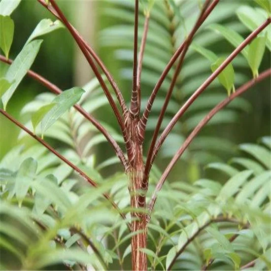 
Tongkat Ali Indonesia Eurycomanone Pure Herbal Powder Root Extract / Red Tongkat Ali Extract 