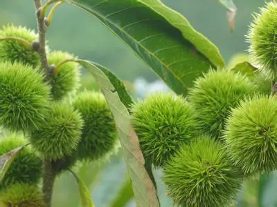 Organic  Snack food Peeled  Roasted Chestnut kernels