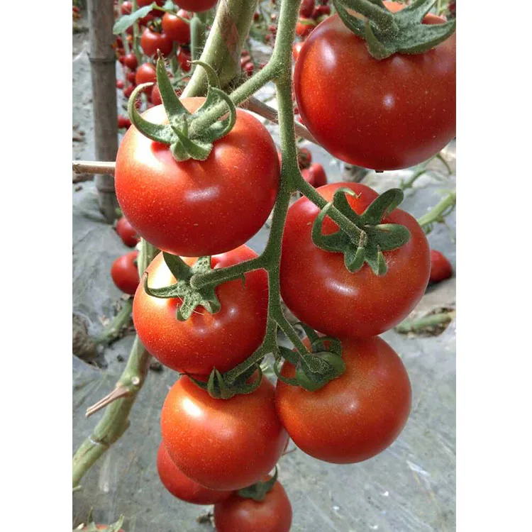 Семена гибридного помидора Гибридный Красный семена помидора из Китая