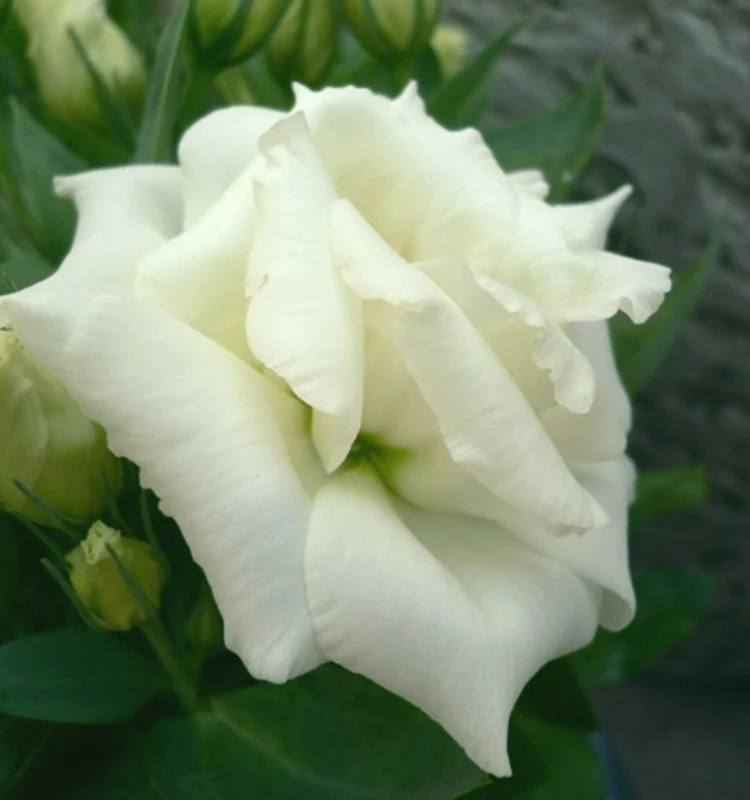 
wholesale fresh flowers flower delivery florist designed arrangements 