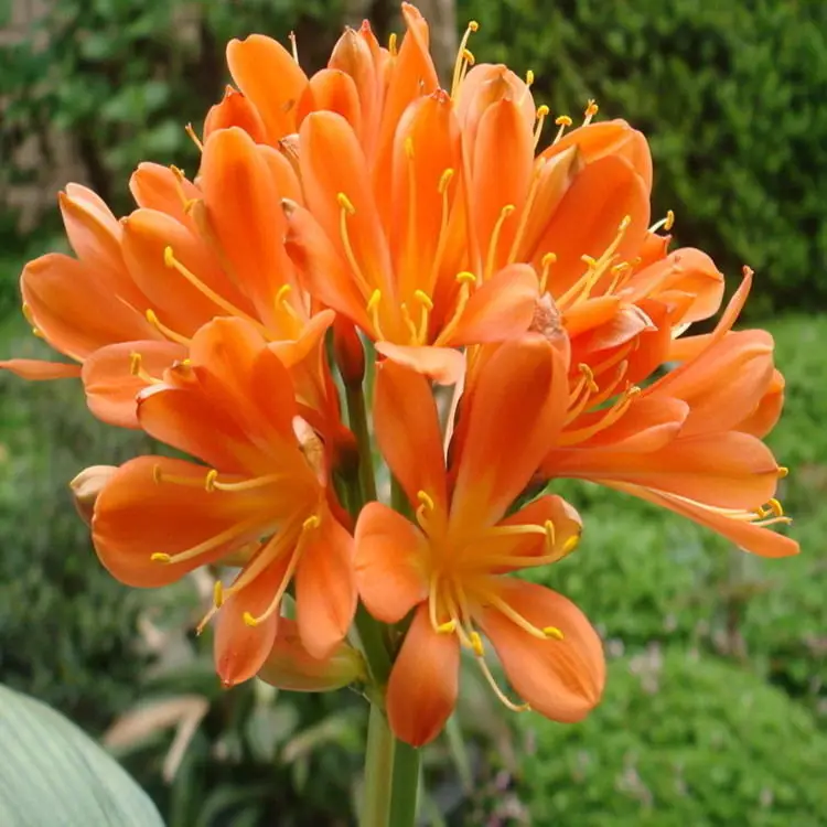 
Indoor ornamental Clivia miniata Plants 