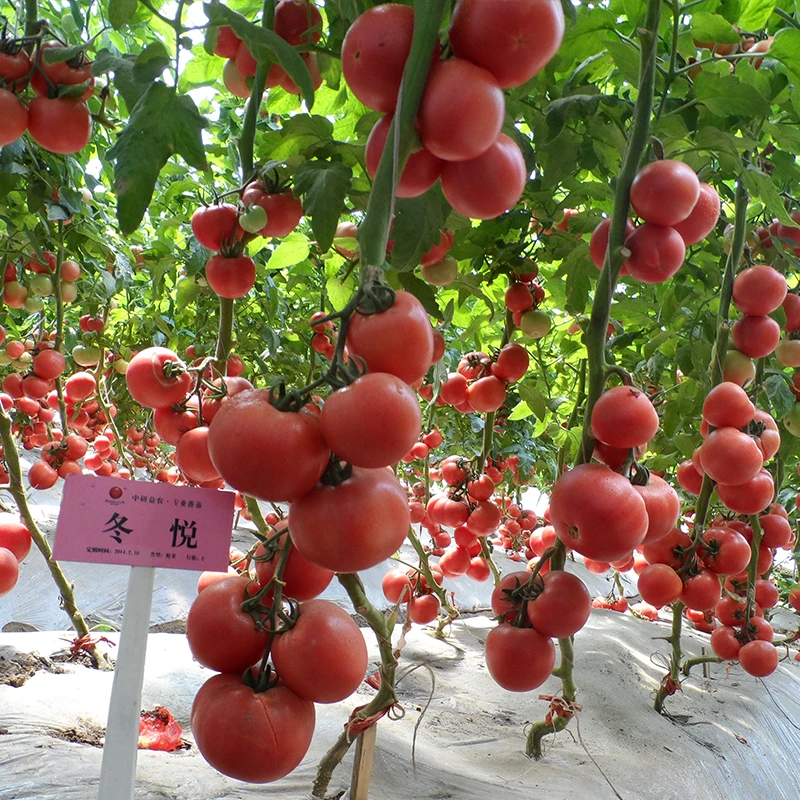Заводская цена семена томатов и органические розовые семена томатов