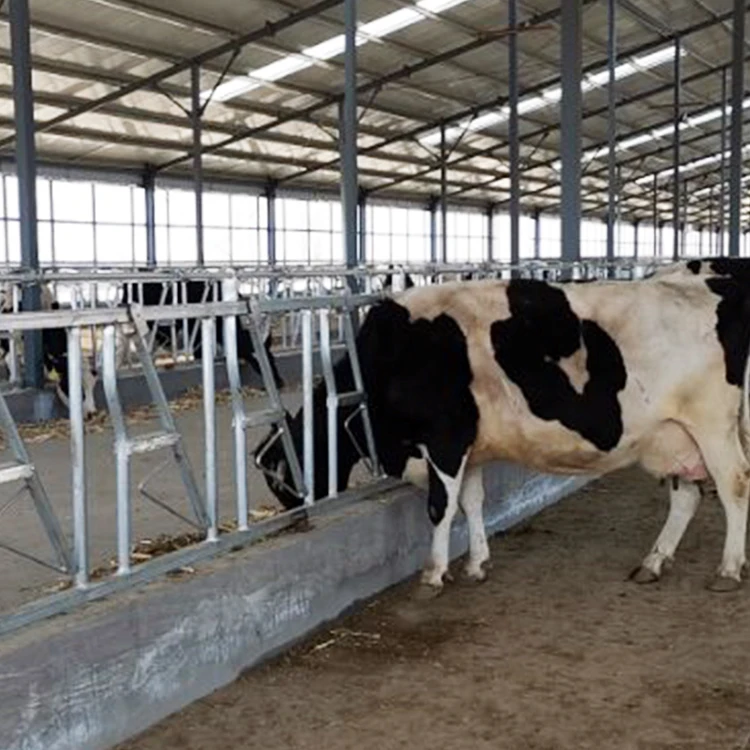 Dairy farm milking parlor cow free stall loops saudi arabia