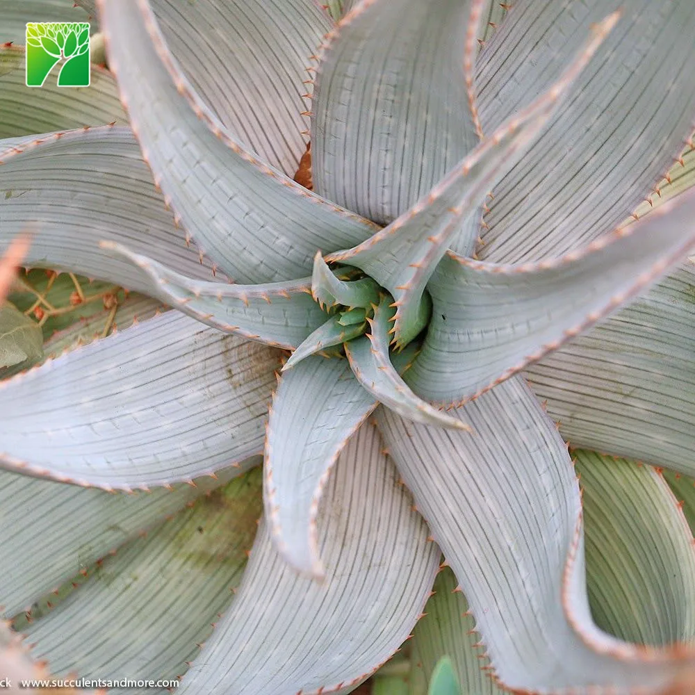 30-60cm height Sand Aloe succulent plants Aloe hereroensis