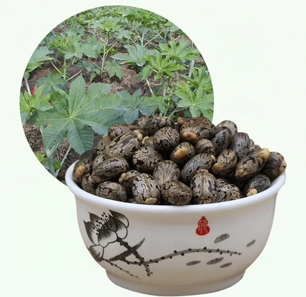 
S262 Bi ma zi factory supply cheap price high quality natural castor seed 