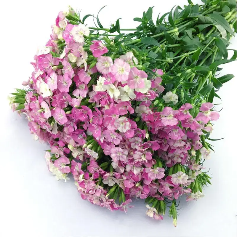 
send flowers online next day flowers bulk fresh flowers online Acacia Mei 