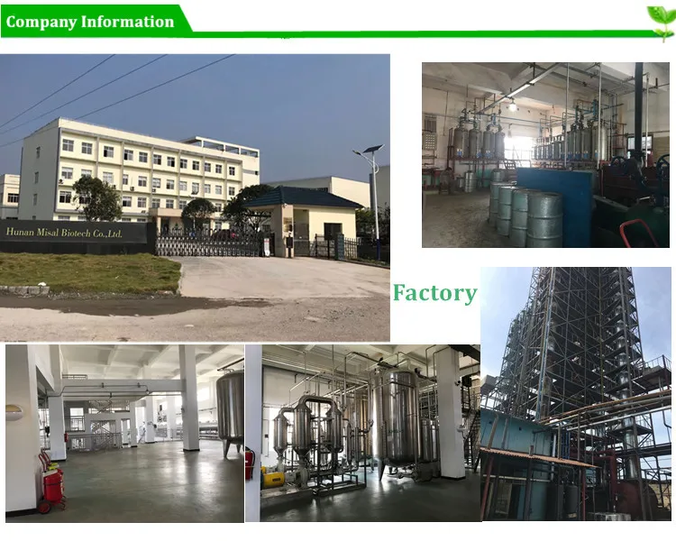 Factory supply Gymnemic Acid 25% 75% Gymnema Sylvestre Extract