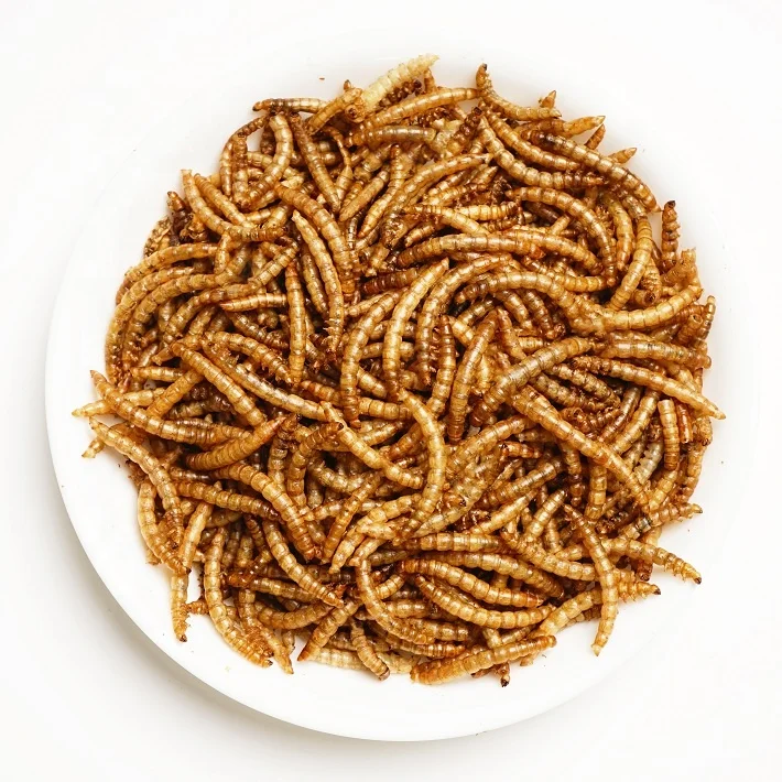 mealworm farm provide dried mealworms so delicioucs, so crunchy, so delectable for your bird