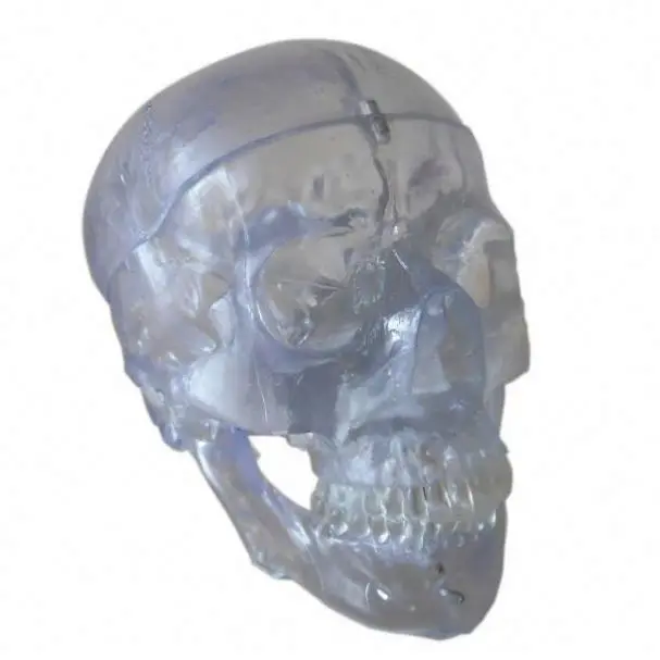 GelsonLab HSBM-071 высококачественная прозрачная модель черепа из смолы
