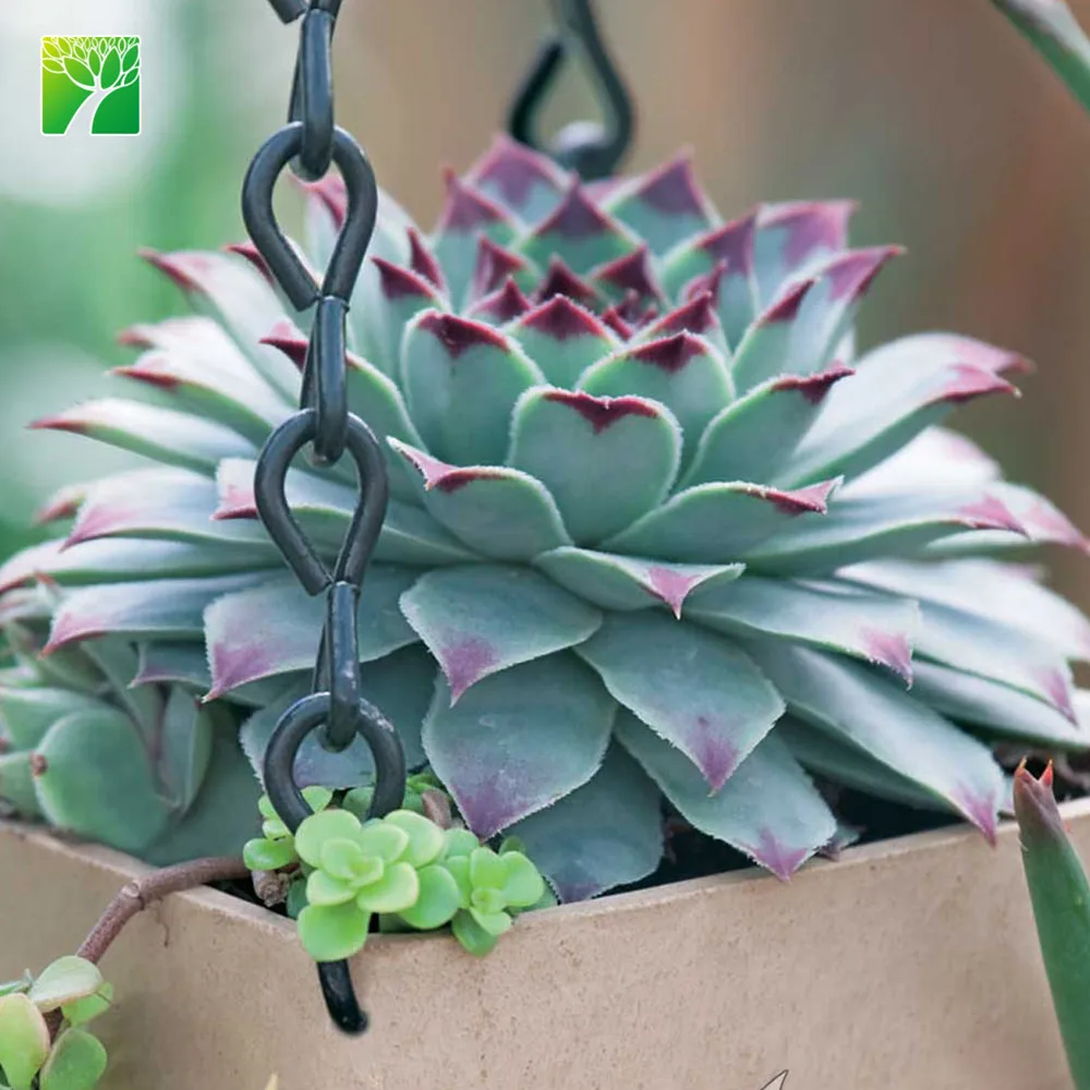 Низкое обслуживание, полное воздействие Солнца Sempervivum Kalinda